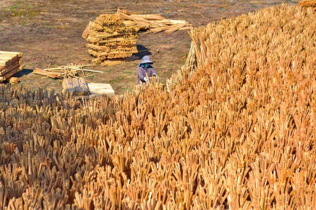 广西木材产量连续多年稳居全国第一 木制衣架生产总量占全国50%