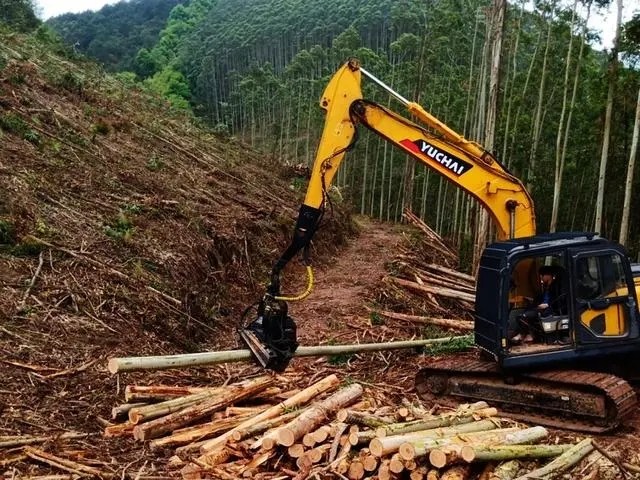 广西林业“全国第一”数据深度解读！