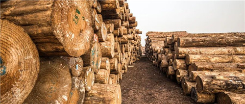 2025年临沂木业规上企业产值预计达1450亿！