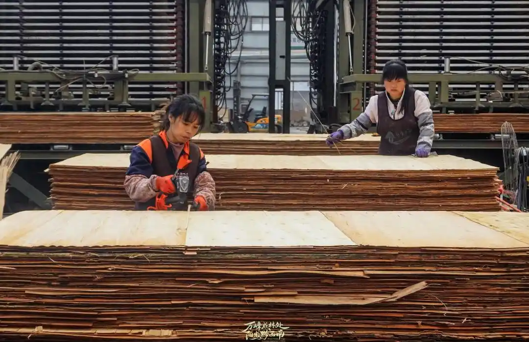 出口额突破200万！贵州霖生木业累计销售额达3.4亿