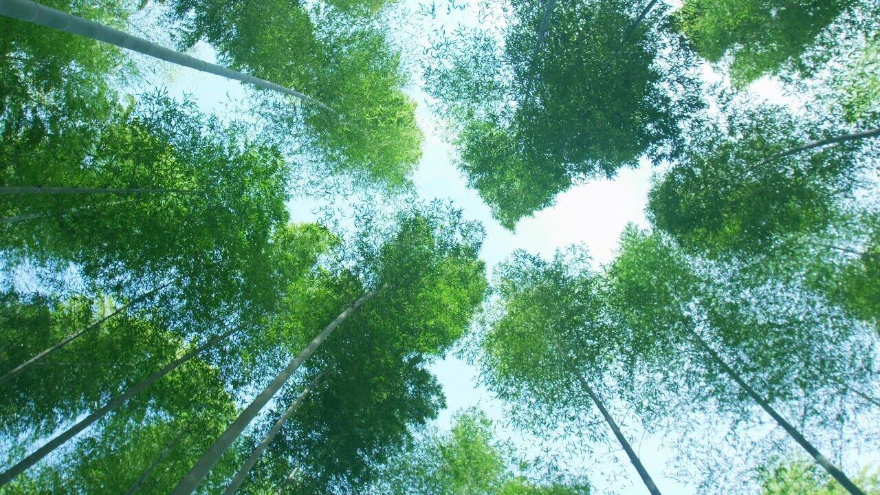 福建三明市竹木加工企业达1000多家 产业链日趋完善! 福建三明市竹木加工企业达1000多家 产业链日趋完善!